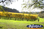 Lindenderry Winery