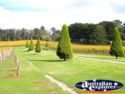 Picturesque Lindenderry Winery . . . CLICK TO VIEW ALL MORNINGTON (LINDENDERRY WINERY) POSTCARDS