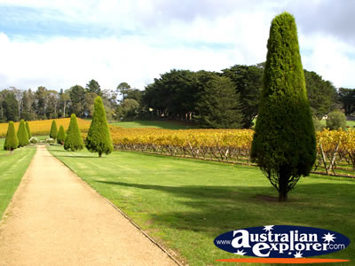 Path along the grounds of Lindenderry Winery . . . CLICK TO VIEW ALL MORNINGTON (LINDENDERRY WINERY) POSTCARDS