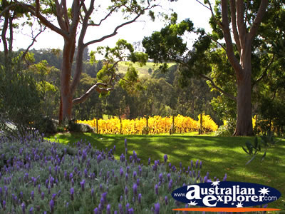 Pretty gardens of Lindenderry Winery . . . CLICK TO VIEW ALL MORNINGTON (LINDENDERRY WINERY) POSTCARDS