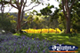 Pretty gardens of Lindenderry Winery