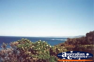 View of Ocean Road . . . CLICK TO VIEW ALL GREAT OCEAN ROAD POSTCARDS