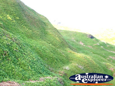 Nobbies Greenery . . . CLICK TO VIEW ALL PHILLIP ISLAND (THE NOBBIES) POSTCARDS
