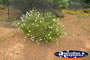 Flowers on Way to Mullewa . . . CLICK TO ENLARGE