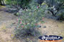 Stunning Flowers on Way to Mullewa . . . CLICK TO ENLARGE