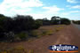 Flowers on the Way to Mullewa . . . CLICK TO ENLARGE