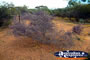 Unique Flowers on the Way to Mullewa . . . CLICK TO ENLARGE