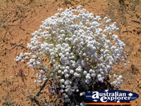 White Wildflowers on Way to Mt Magnet . . . CLICK TO ENLARGE