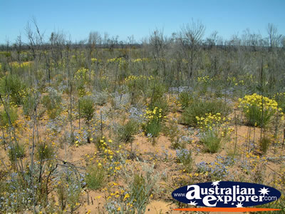 Wildflowers Scattered on Way to Dalwallinu . . . CLICK TO VIEW ALL DALWALLINU POSTCARDS