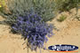 Close Up of Wildflowers on Way to Dalwallinu . . . CLICK TO ENLARGE