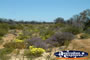 Wildflowers From a Distance on Way to Dalwallinu . . . CLICK TO ENLARGE