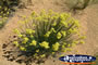 Bright Yellow Wildflowers on Way to Dalwallinu . . . CLICK TO ENLARGE