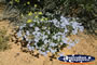 Heaps of Wildflowers on Way to Dalwallinu . . . CLICK TO ENLARGE