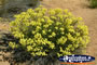 Blooming Wildflowers on Way to Dalwallinu . . . CLICK TO ENLARGE