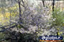 Wildflowers in Forest on Way to Dalwallinu . . . CLICK TO ENLARGE