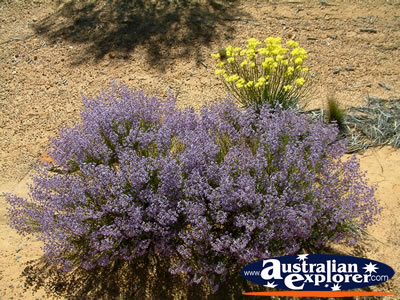 Wildflowers in Desert on Way to Dalwallinu . . . CLICK TO VIEW ALL DALWALLINU POSTCARDS