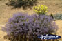 Wildflowers in Desert on Way to Dalwallinu . . . CLICK TO ENLARGE