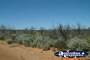 View of Wildflowers on Way to Dalwallinu . . . CLICK TO ENLARGE