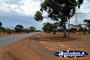 Coolgardie Street Trees . . . CLICK TO ENLARGE