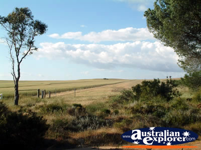 Views Between Three Springs & Eneabba . . . CLICK TO VIEW ALL THREE SPRINGS POSTCARDS
