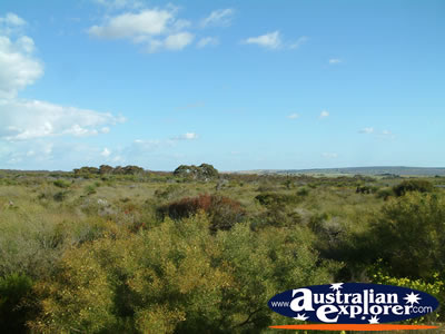 View Between Eneabba & Three Springs . . . CLICK TO VIEW ALL THREE SPRINGS POSTCARDS