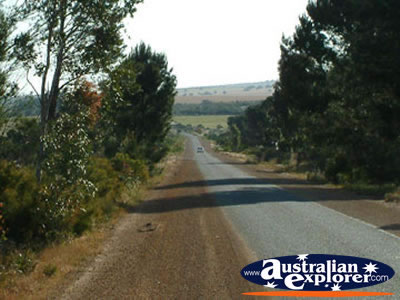 Road Between Three Springs & Eneabba . . . CLICK TO VIEW ALL THREE SPRINGS POSTCARDS