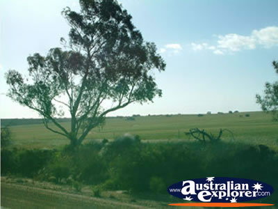 Trees Between Three Springs & Eneabba . . . CLICK TO VIEW ALL THREE SPRINGS POSTCARDS