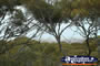 Eucla View . . . CLICK TO ENLARGE