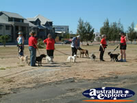 Geraldton Waiting for Parade with Dogs . . . CLICK TO ENLARGE