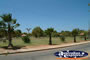 Exmouth Street Trees . . . CLICK TO ENLARGE