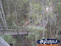 View Jarrah Canopy Walk Forest Heritage Centre in Dwellingup  . . . CLICK TO ENLARGE