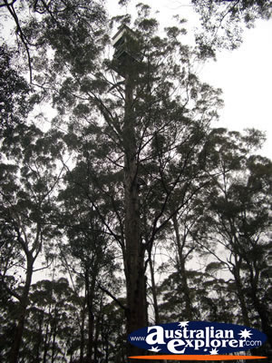 Manjimup Diamond Tree Lookout . . . CLICK TO VIEW ALL MANJIMUP (DIAMOND TREE LOOKOUT) POSTCARDS