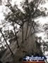 Manjimup Diamond Tree Lookout from Below . . . CLICK TO ENLARGE