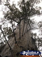 Manjimup Diamond Tree Lookout from Below . . . CLICK TO ENLARGE