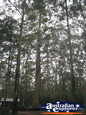 View from Manjimup Diamond Tree Lookout . . . VIEW ALL MANJIMUP (DIAMOND TREE LOOKOUT) PHOTOGRAPHS