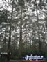 View from Manjimup Diamond Tree Lookout . . . CLICK TO ENLARGE