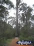 View of Manjimup King Jarrah . . . CLICK TO ENLARGE