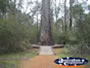 King Jarrah in Manjimup . . . CLICK TO ENLARGE