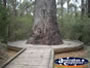Manjimup King Jarrah . . . CLICK TO ENLARGE