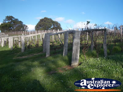 Margaret River Wine Region . . . VIEW ALL MARGARET RIVER PHOTOGRAPHS