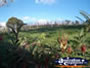 Margaret River Wine Region . . . CLICK TO ENLARGE