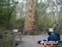 Pemberton Gloucester Tree . . . CLICK TO ENLARGE