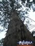 Pemberton Gloucester Tree Close Up . . . CLICK TO ENLARGE