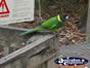 Pemberton Gloucester Tree Bird . . . CLICK TO ENLARGE