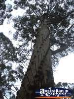 Gloucester Tree in Pemberton  . . . CLICK TO ENLARGE