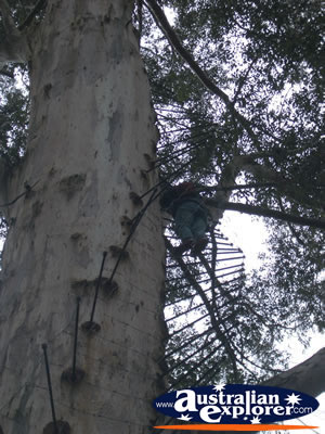 Pemberton Gloucester Climbing Tree . . . VIEW ALL PEMBERTON PHOTOGRAPHS