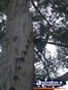 Pemberton Gloucester Climbing Tree . . . CLICK TO ENLARGE