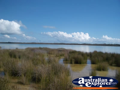 Yalgorup National Park Lake Clifton . . . CLICK TO VIEW ALL LAKE CLIFTON POSTCARDS
