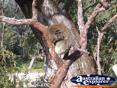Yanchep National Park Koala . . . CLICK TO VIEW ALL YANCHEP (KOALA BOARDWALK) POSTCARDS