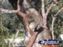 Yanchep National Park Koala